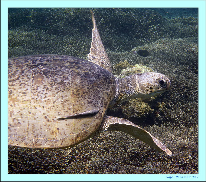 2011 - 08 - Borneo - Sipadan 046
